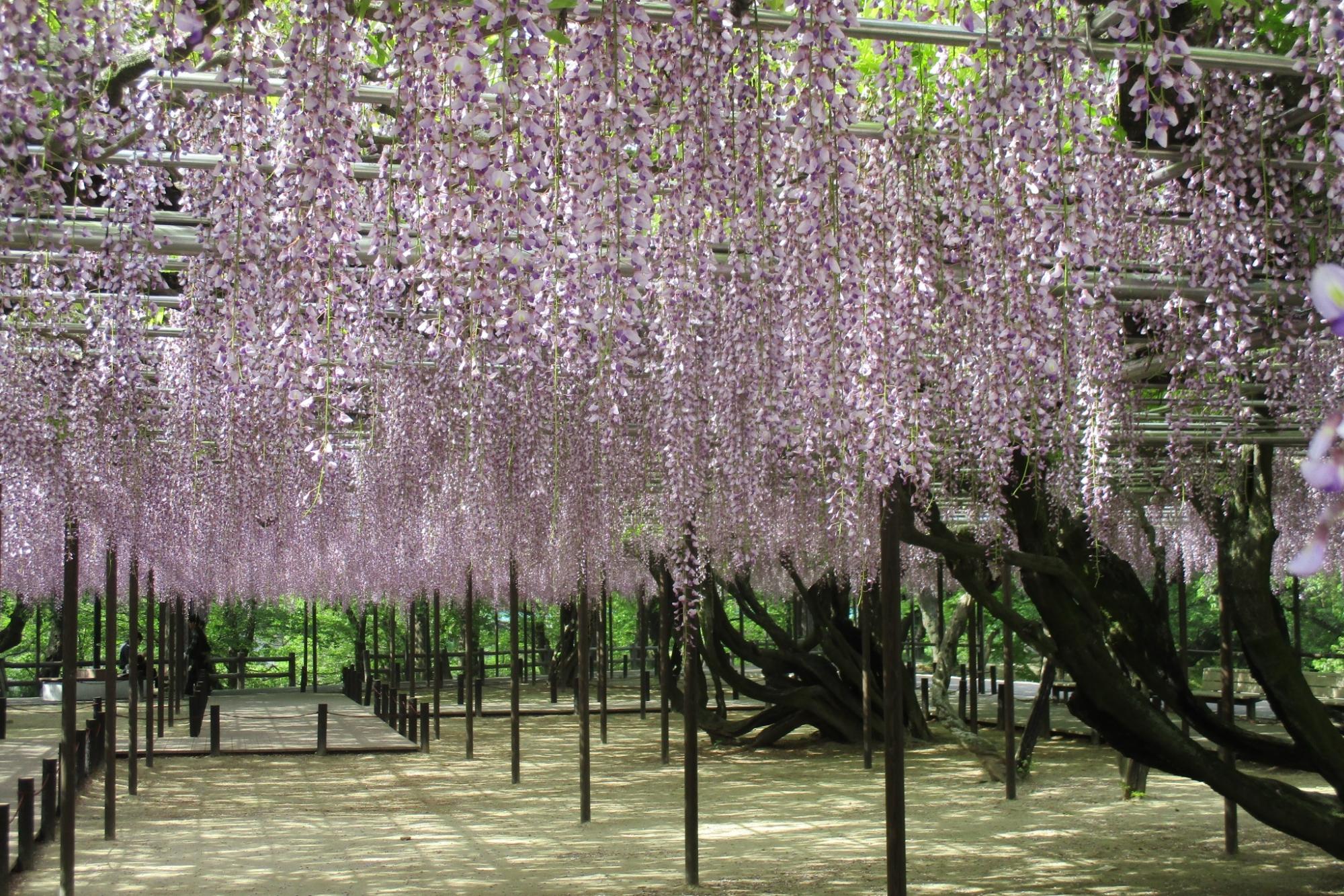 5月3日の五万石ふじの開花状況を更新しました。