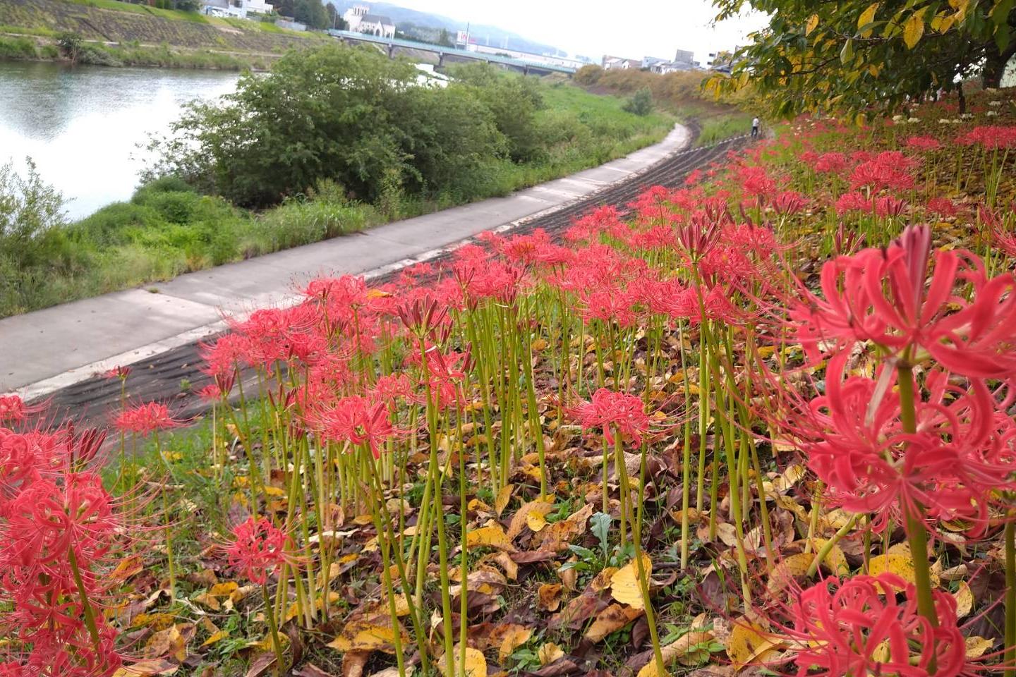9月17日（金）の乙川彼岸花の開花状況をお知らせします！
