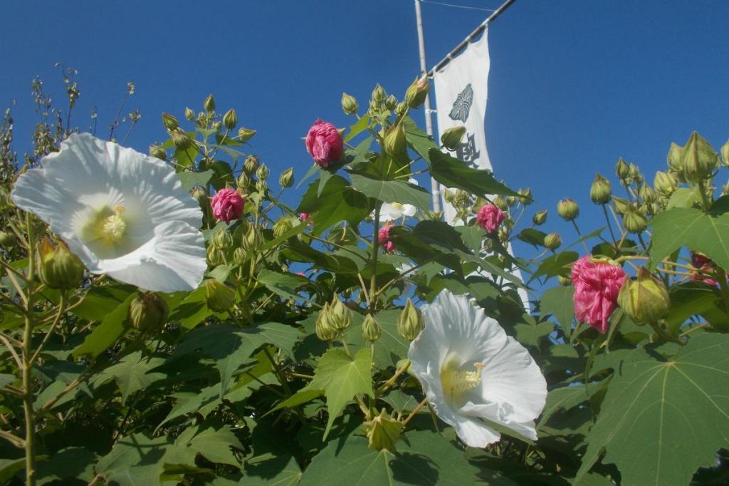 奥殿陣屋の酔芙蓉の開花状況をお知らせします！