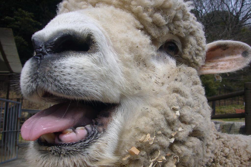 「ヒツジの毛で作ろう！【東公園動物園】」ページが更新されました