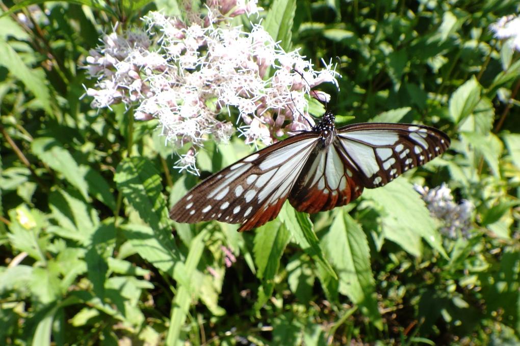 旅する蝶「アサギマダラ」が鳥川ホタルの里に来ています！