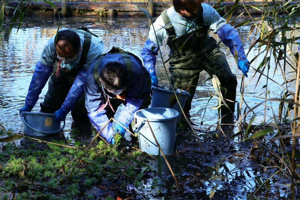 豊田バンモップス(株)様に特定外来植物オオフサモの駆除を実施していただきました！