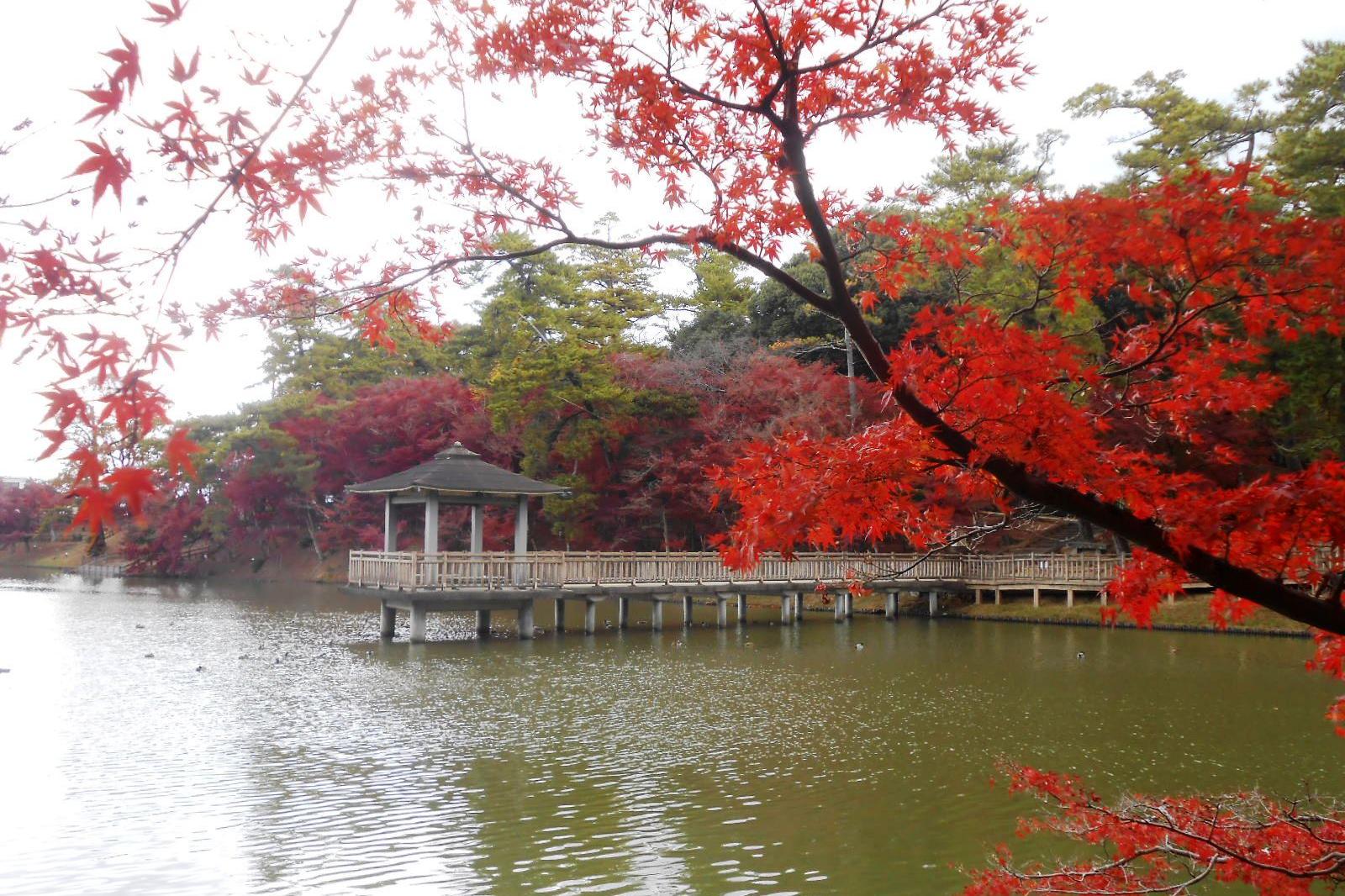 11月24日（水）の東公園紅葉情報を更新しました。