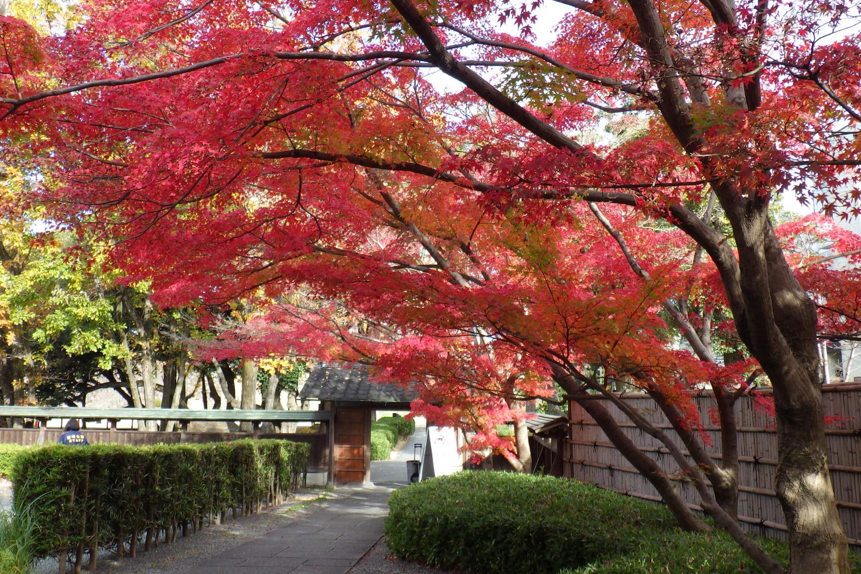 2021年11月29日（月）の紅葉状況を公開しました！