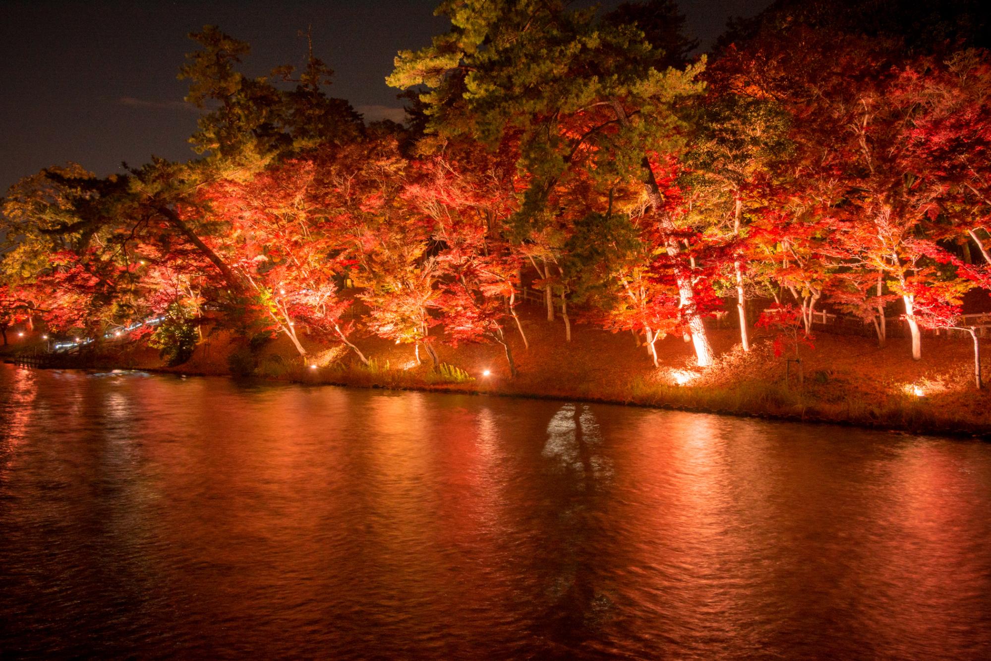 【東公園紅葉まつり】12月5日まで、紅葉を照らす夜間照明をやっています。