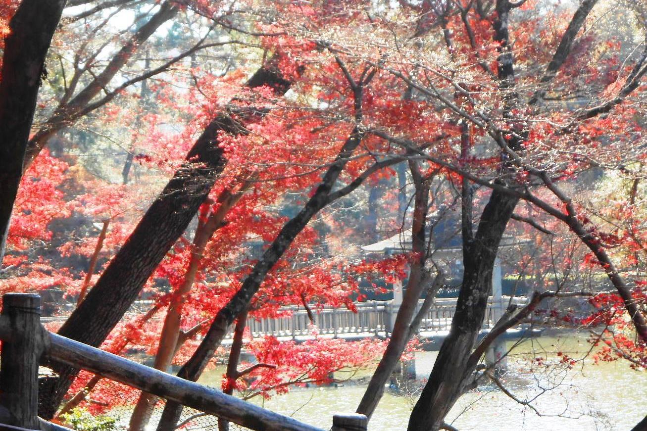 12月3日（金）の東公園紅葉情報を更新しました。