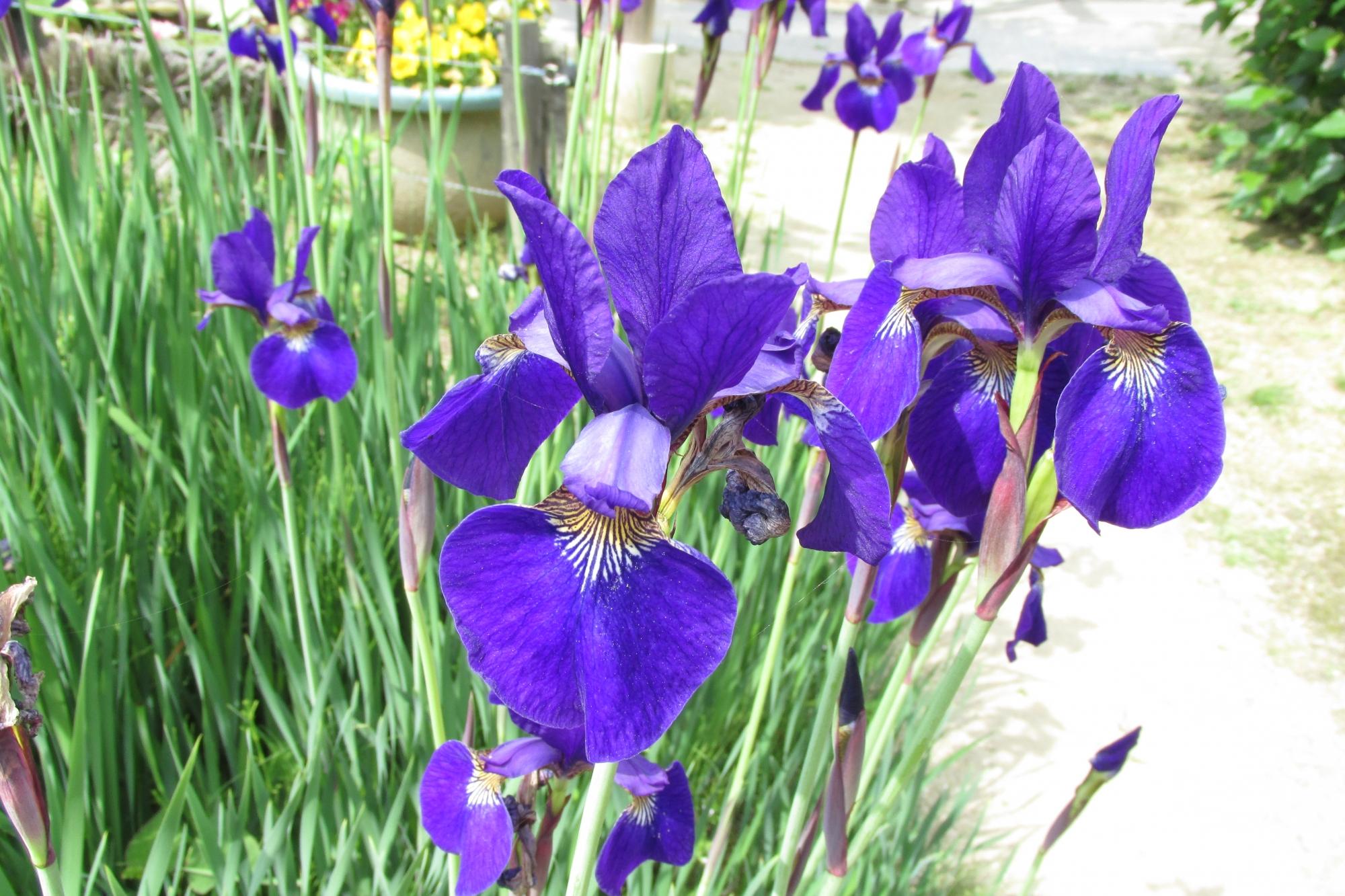 5月18日の花ぞの苑開花情報を公開しました！