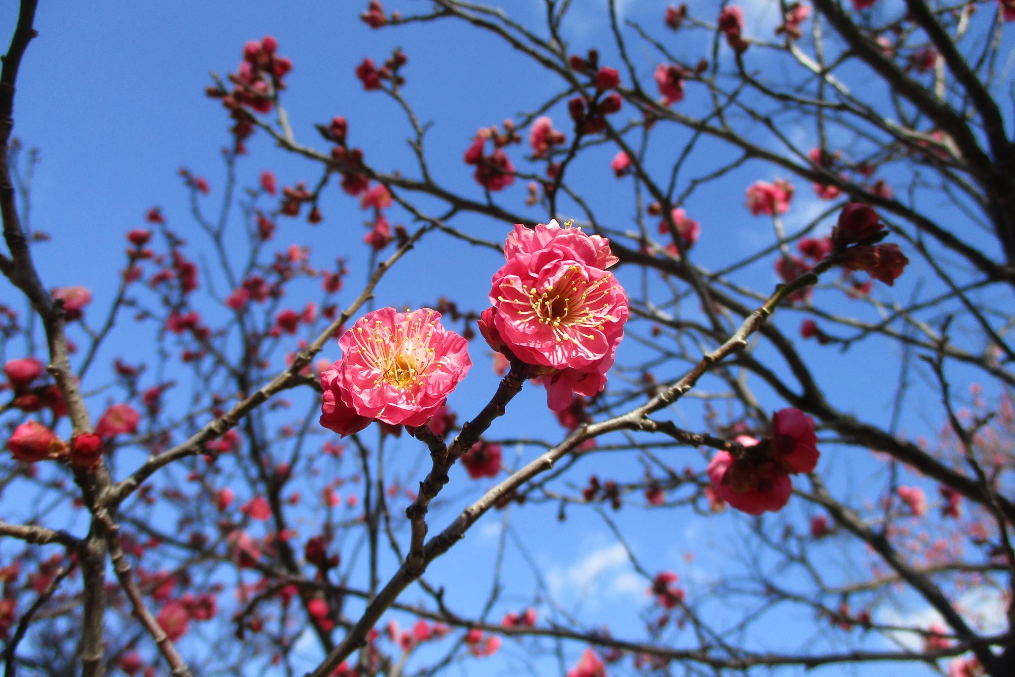 2022年葵梅林の梅の開花状況です！