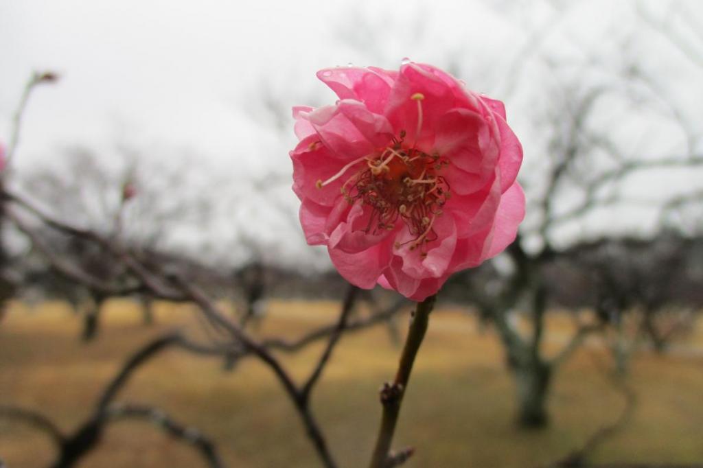 南公園の梅が開花しました！