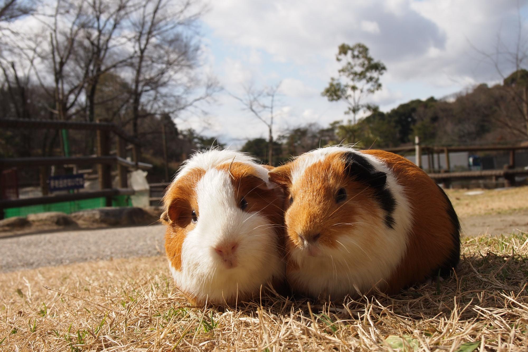 動物園でのエサやり体験及びモルモットのふれあいと乗馬体験を休止します。【東公園動物園】