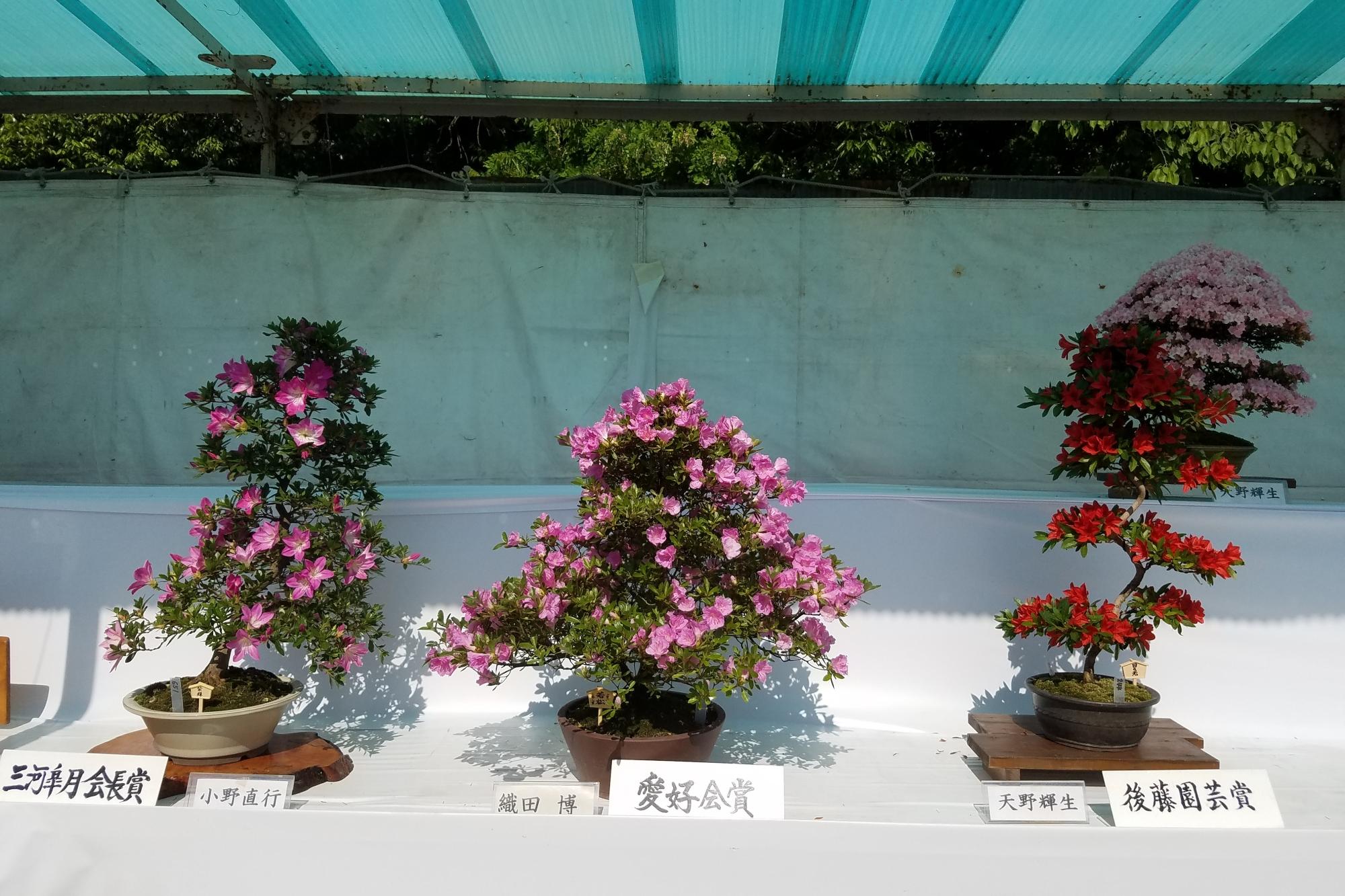 緑化植物展示会「三河のさつきまつり」開催