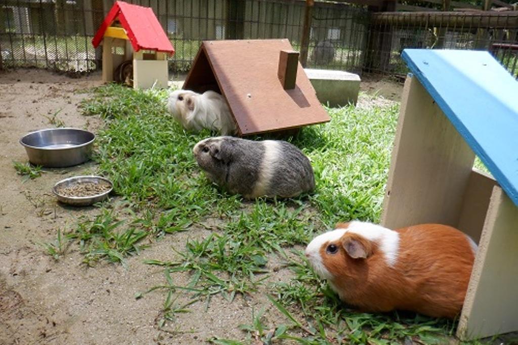 「モルモットの魅力を伝えよう」を開催します。【東公園動物園】