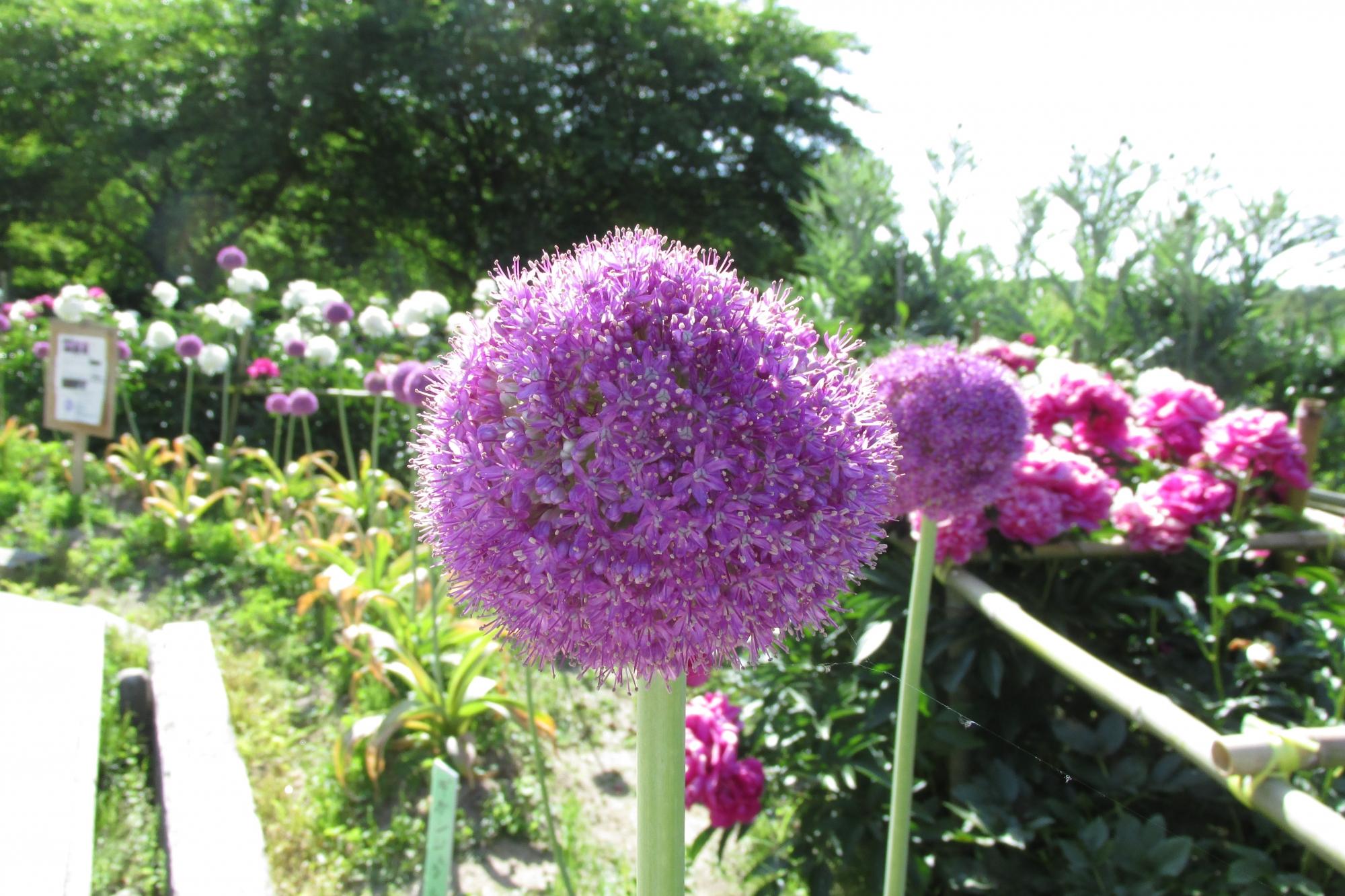 5月23日　花ぞの苑情報を更新しました。