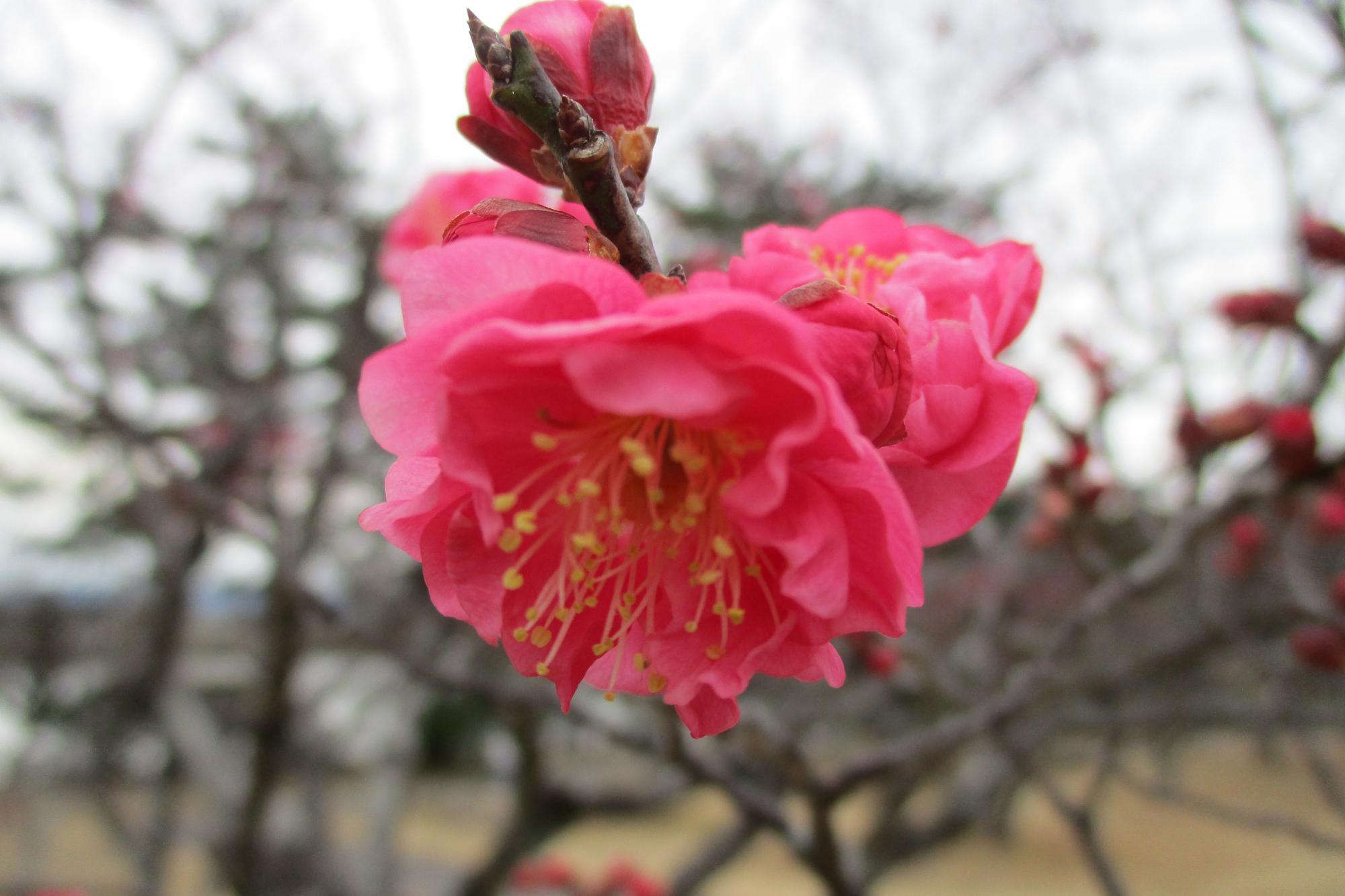 2022年2月8日現在の葵梅林の梅の開花状況です！