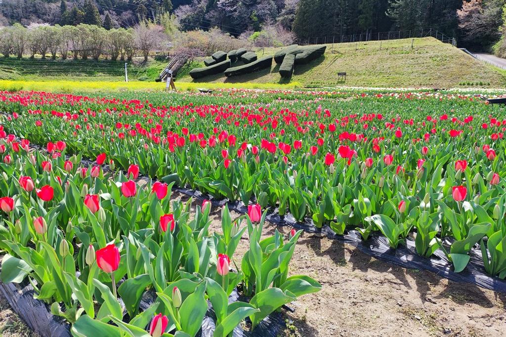 2022年奥殿陣屋のお花情報