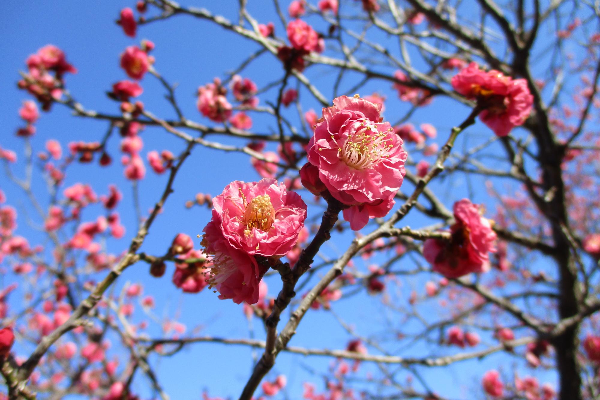 2022年2月11日現在の葵梅林の梅の開花状況です！