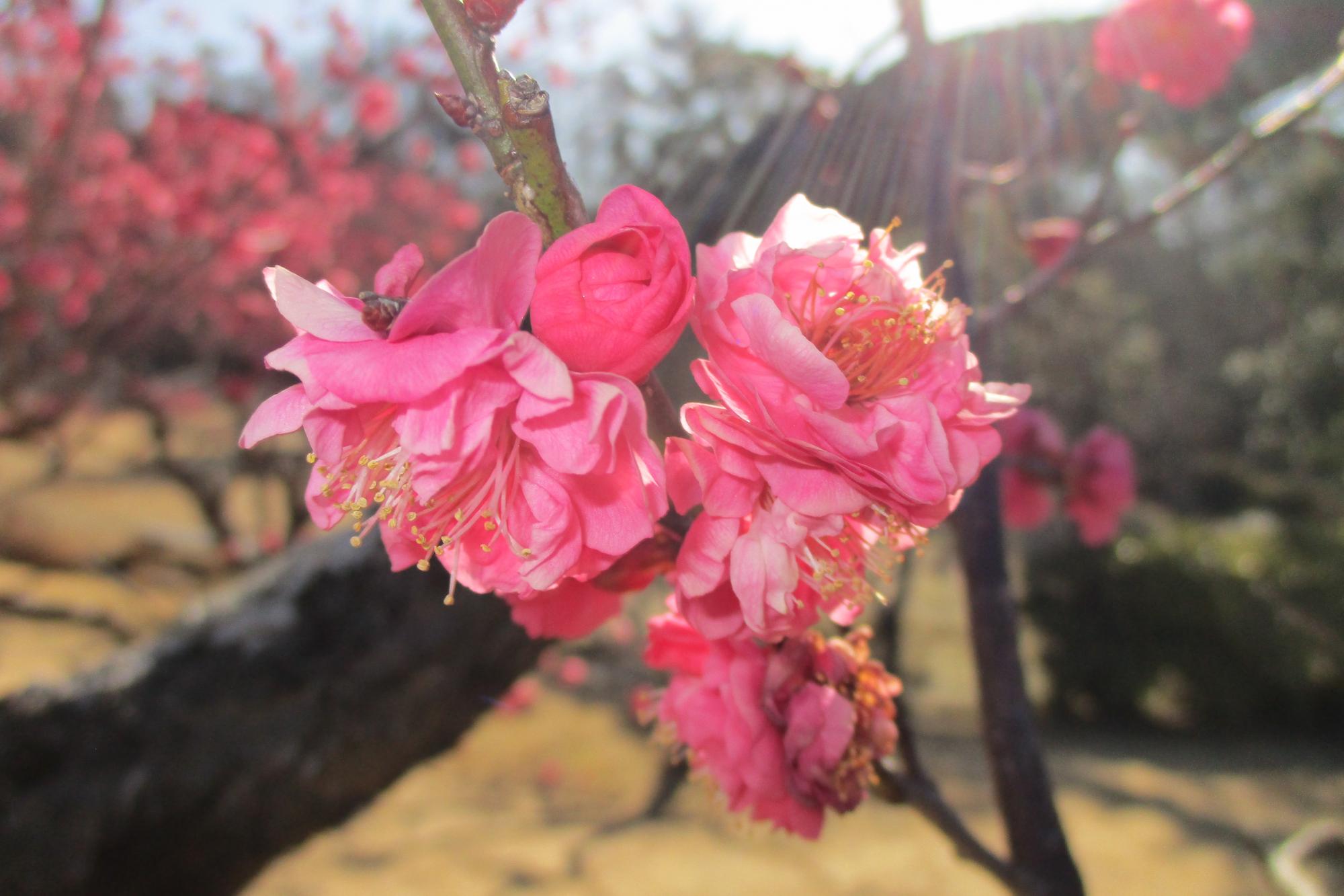 2022年2月18日現在の葵梅林の梅の開花状況です！