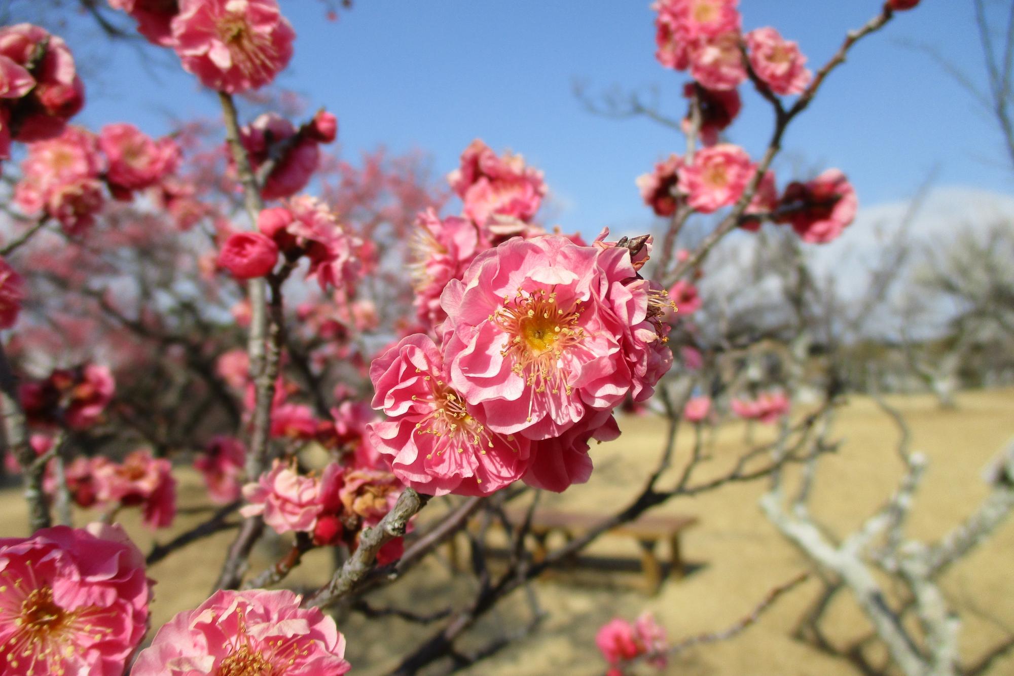 2022年2月22日現在の葵梅林の梅の開花状況です！