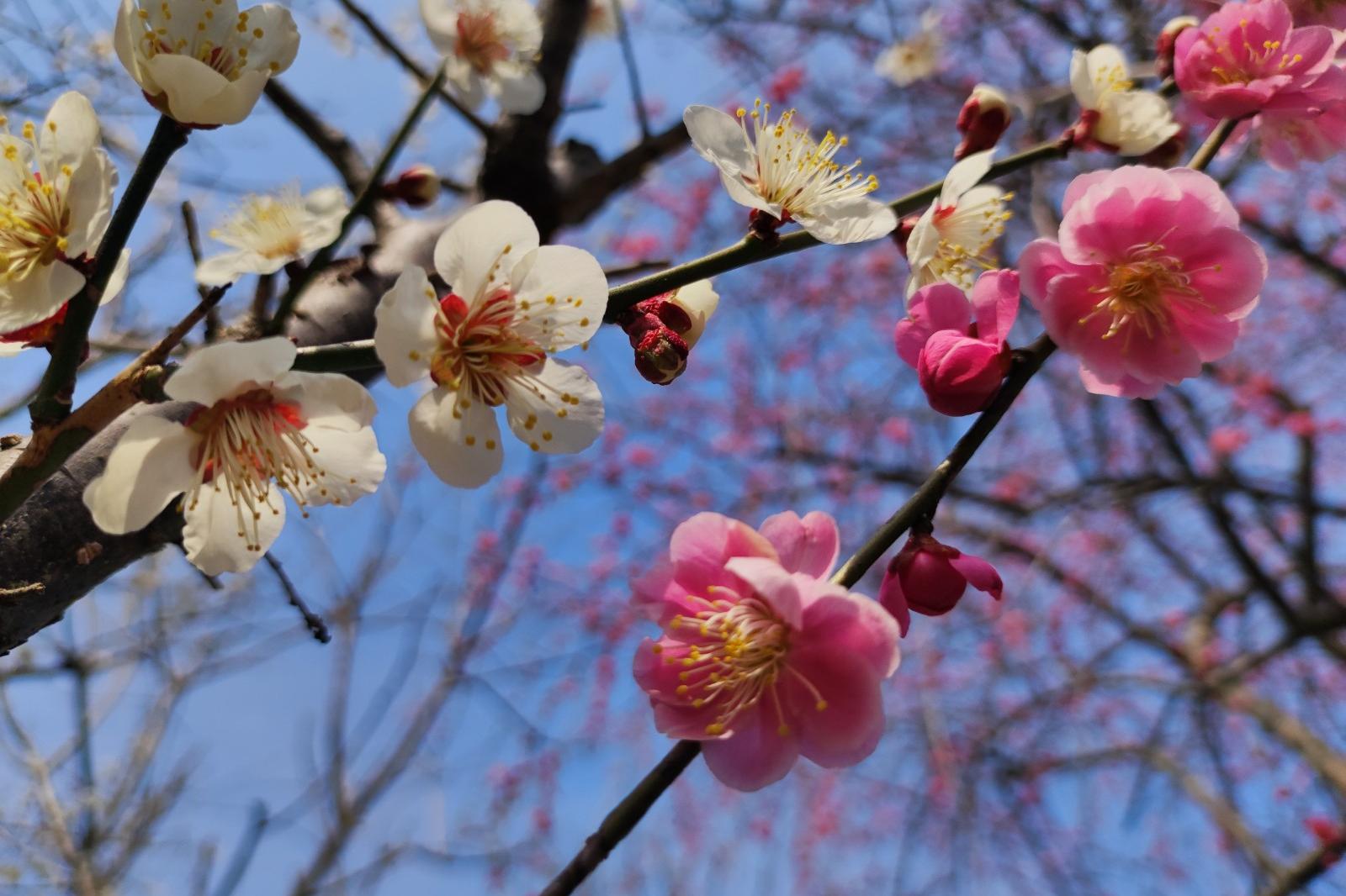 2022年梅の開花状況です