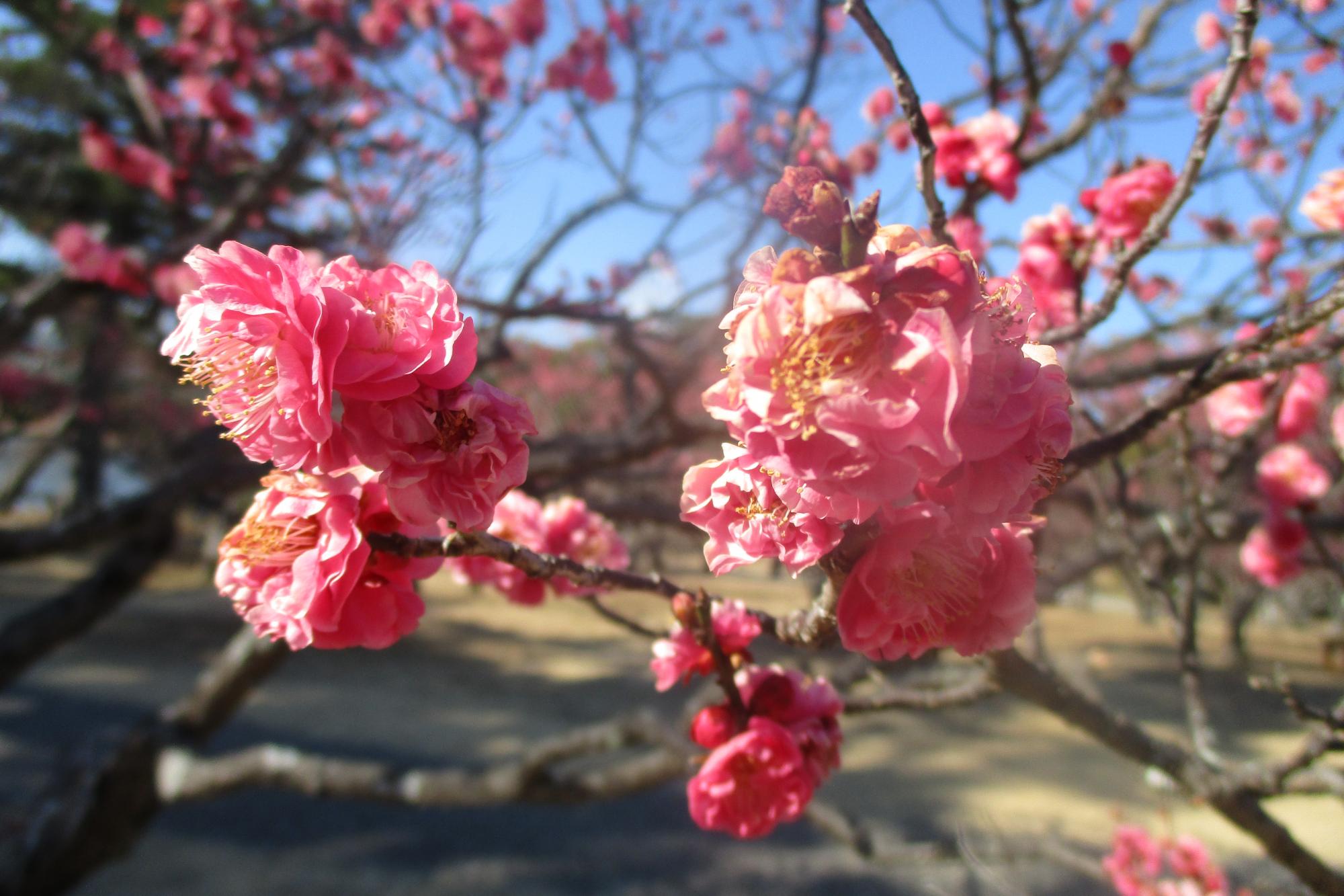 2022年2月25日現在の葵梅林の梅の開花状況です！