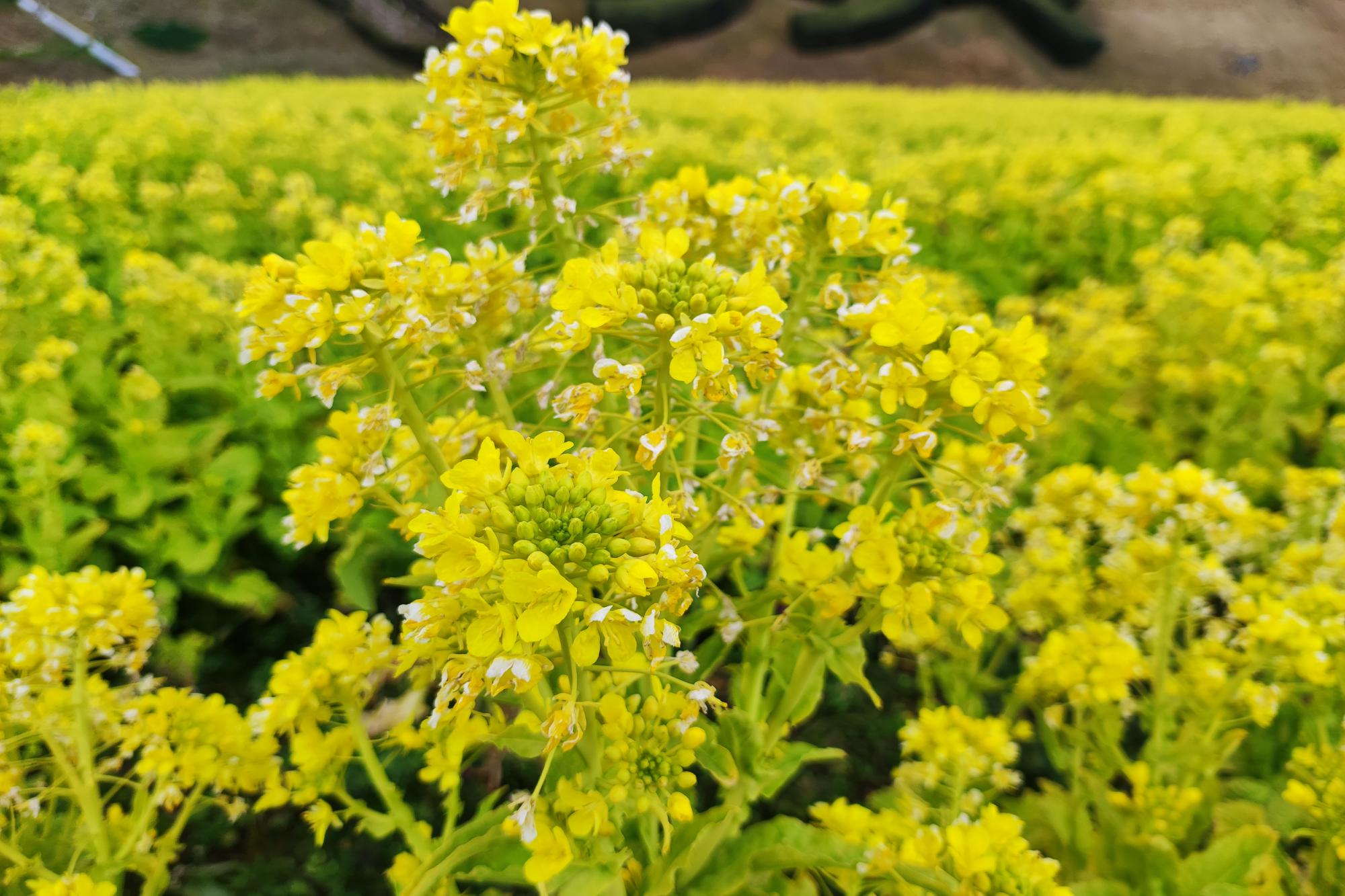 2022年2月27日(日)奥殿陣屋のお花情報(菜の花の様子です)