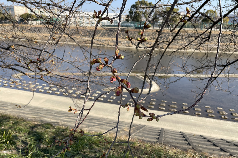 2月28日（月）の葵桜の開花状況を更新しました！