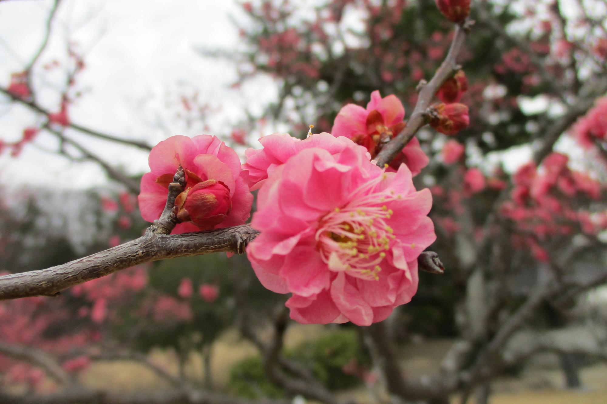 2022年3月1日現在の葵梅林の梅の開花状況です！