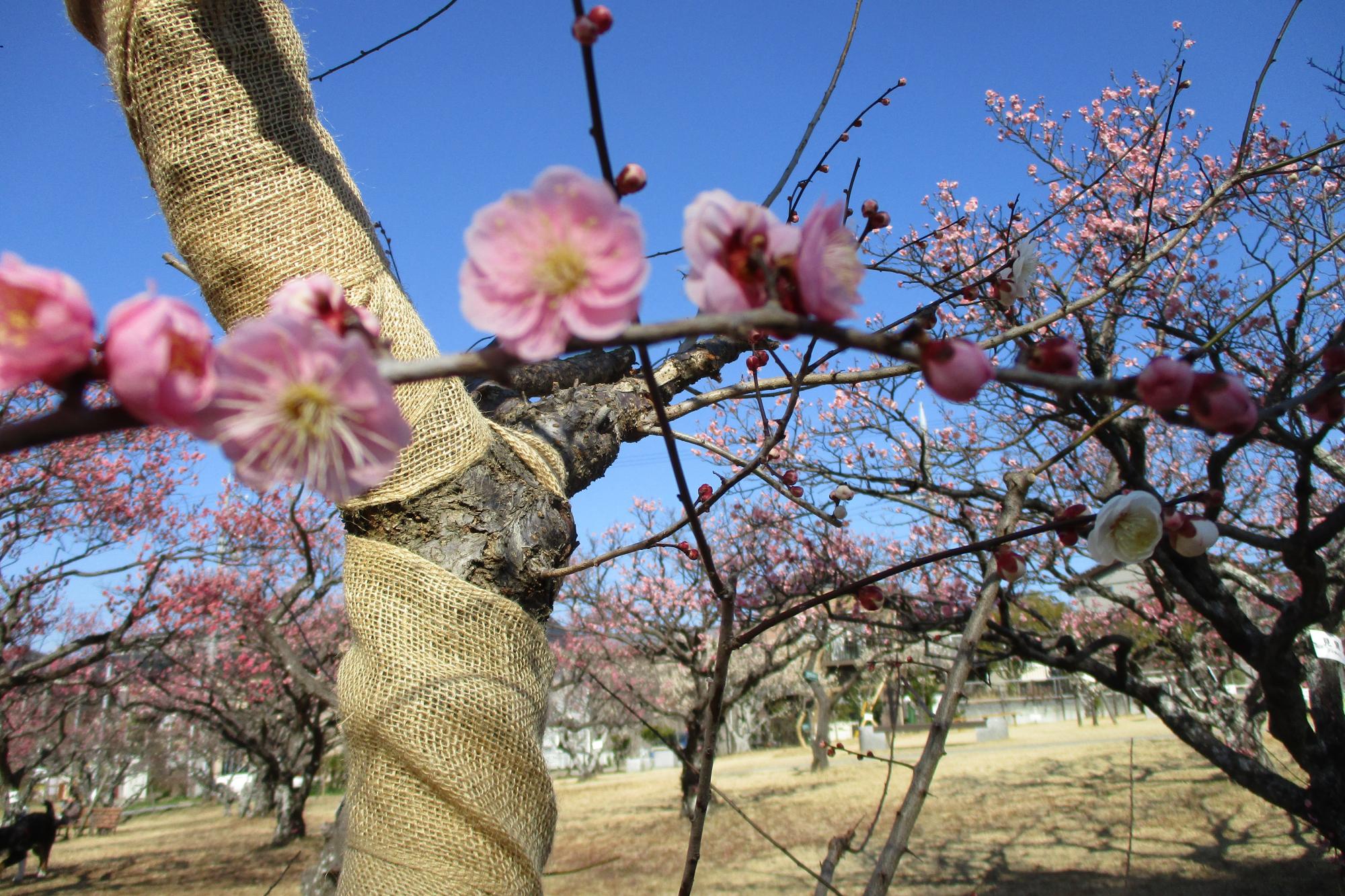 2022年3月4日現在の葵梅林の梅の開花状況です！
