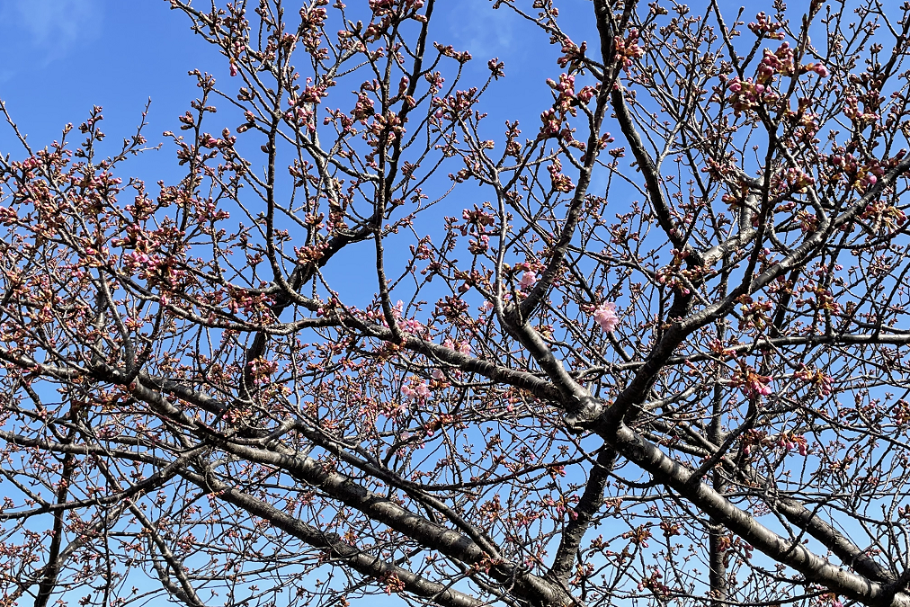 2022年3月7日（月）の葵桜の開花状況を更新しました！