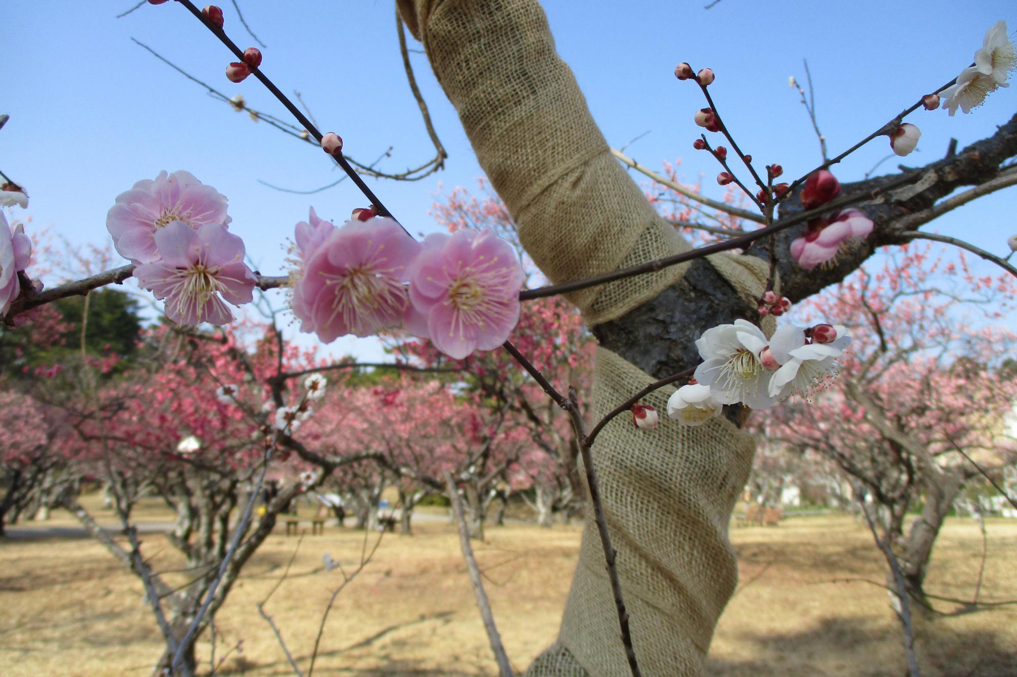 2022年３月８日現在の葵梅林の梅の開花状況です！