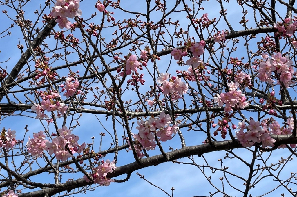 3月10日（木）の葵桜の開花状況を更新しました！