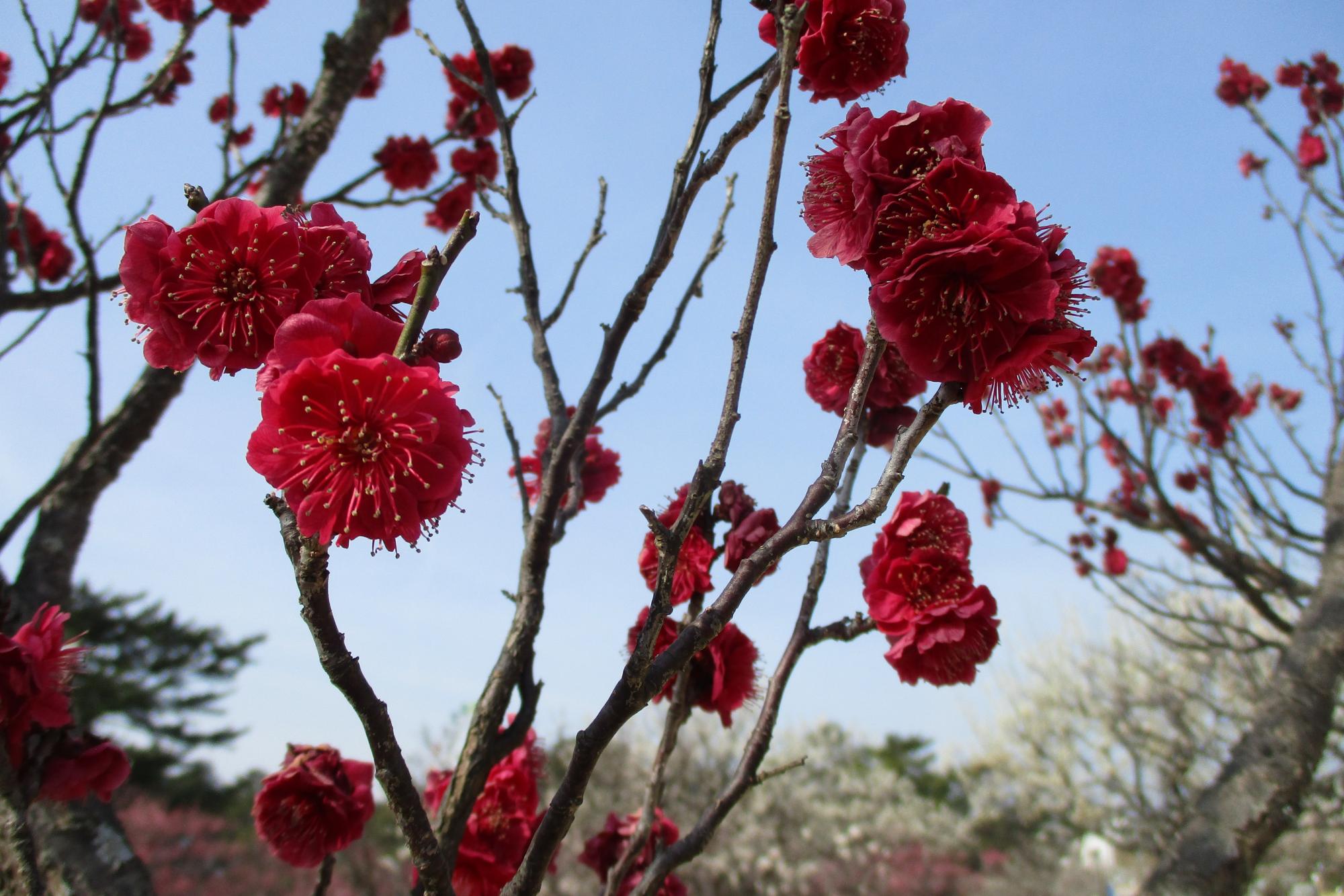 2022年３月11日現在の葵梅林の梅の開花状況です！