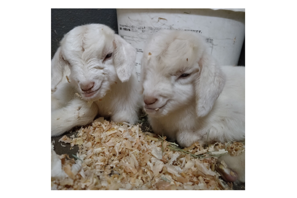 ヤギの赤ちゃんが生まれました。【東公園動物園】