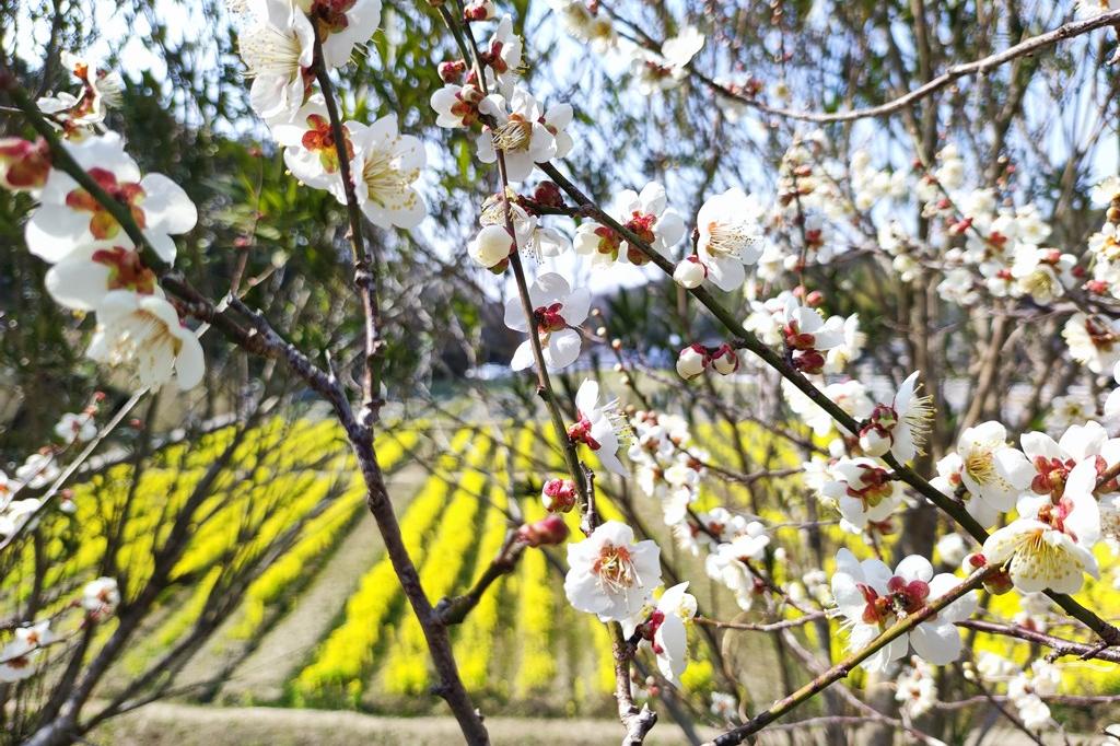 2022年3月13日(日)の梅の開花状況(見頃です!)