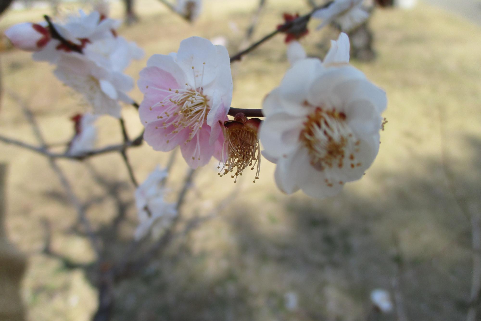 2022年３月15日現在の葵梅林の梅の開花状況です！