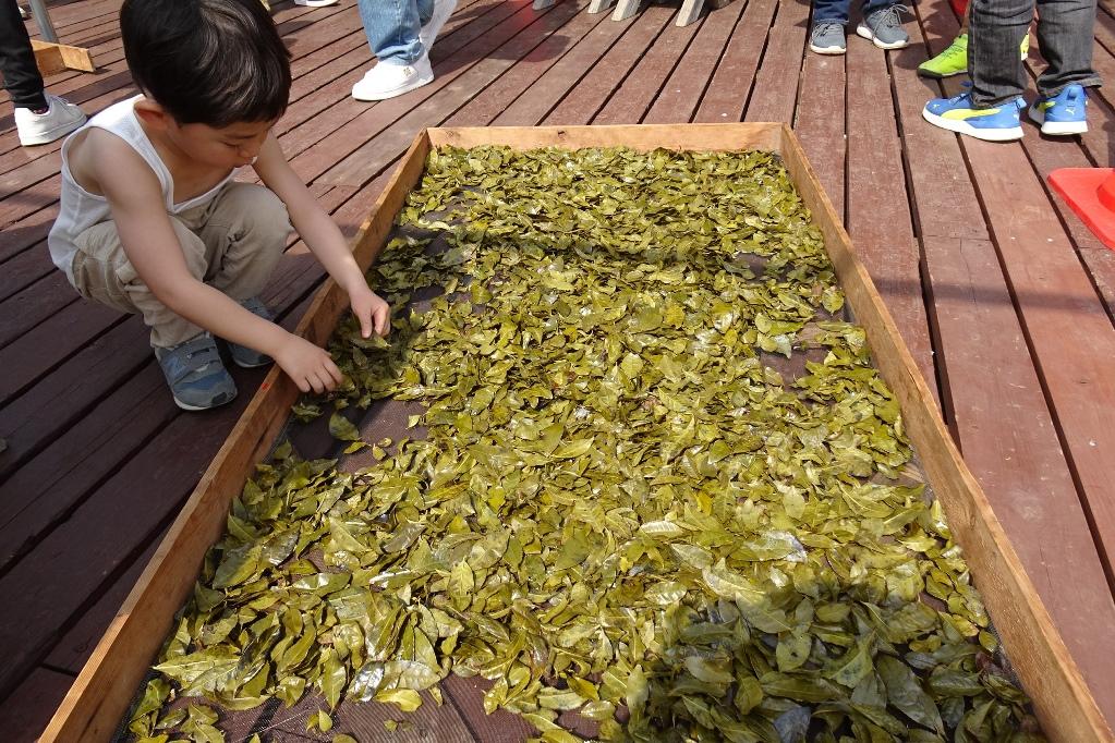 お茶の老舗に習う番茶づくりを開催しました！