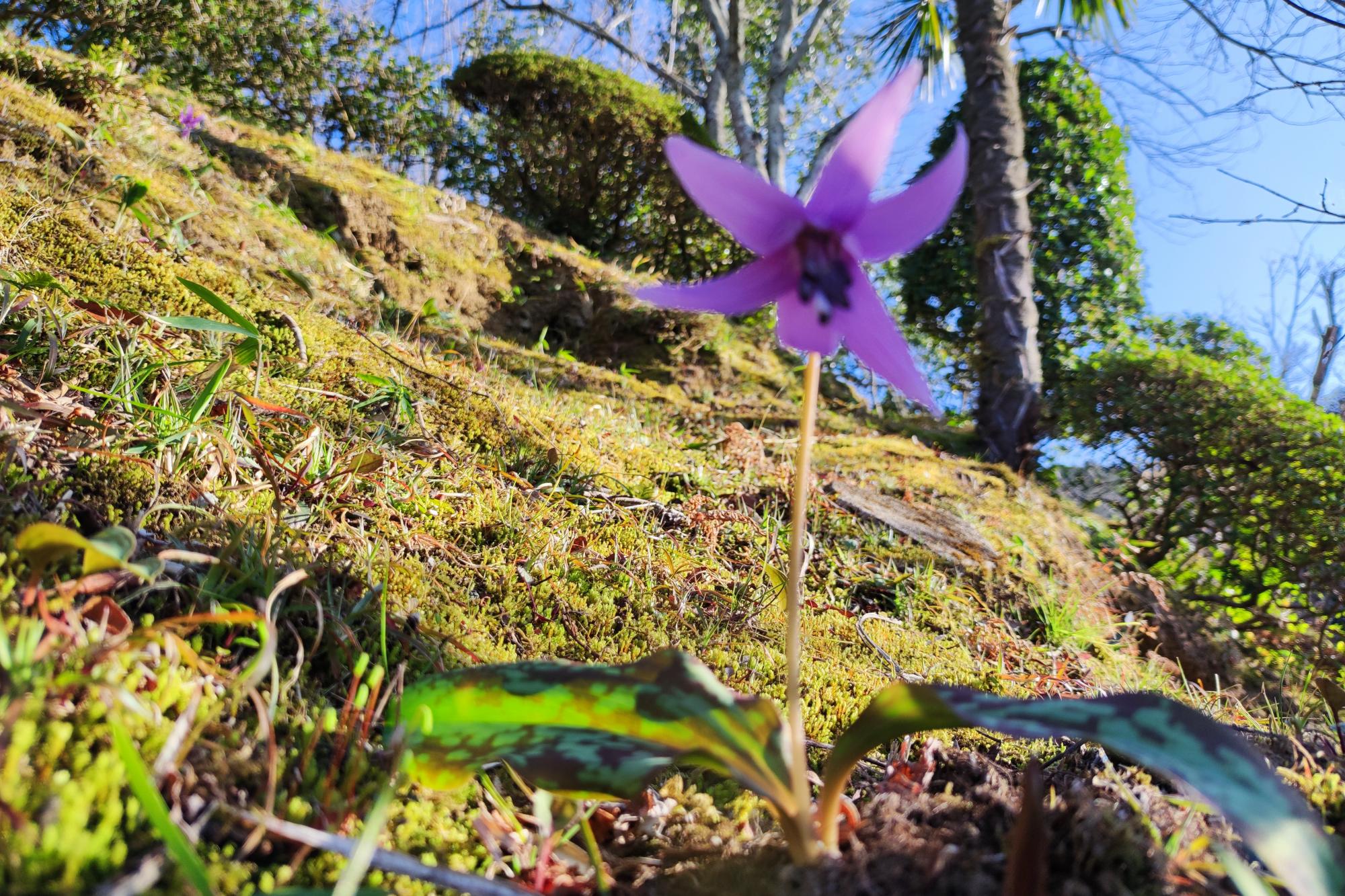 2022年3月16日(水)奥殿陣屋のお花情報(春の花が咲き始めました)