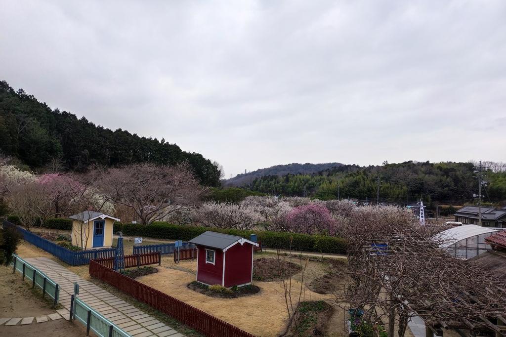 2022年3月18日(金)の梅の開花状況(散り始めています)