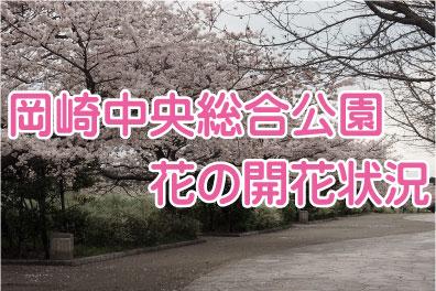 花の見ごろ情報！2022岡崎中央総合公園