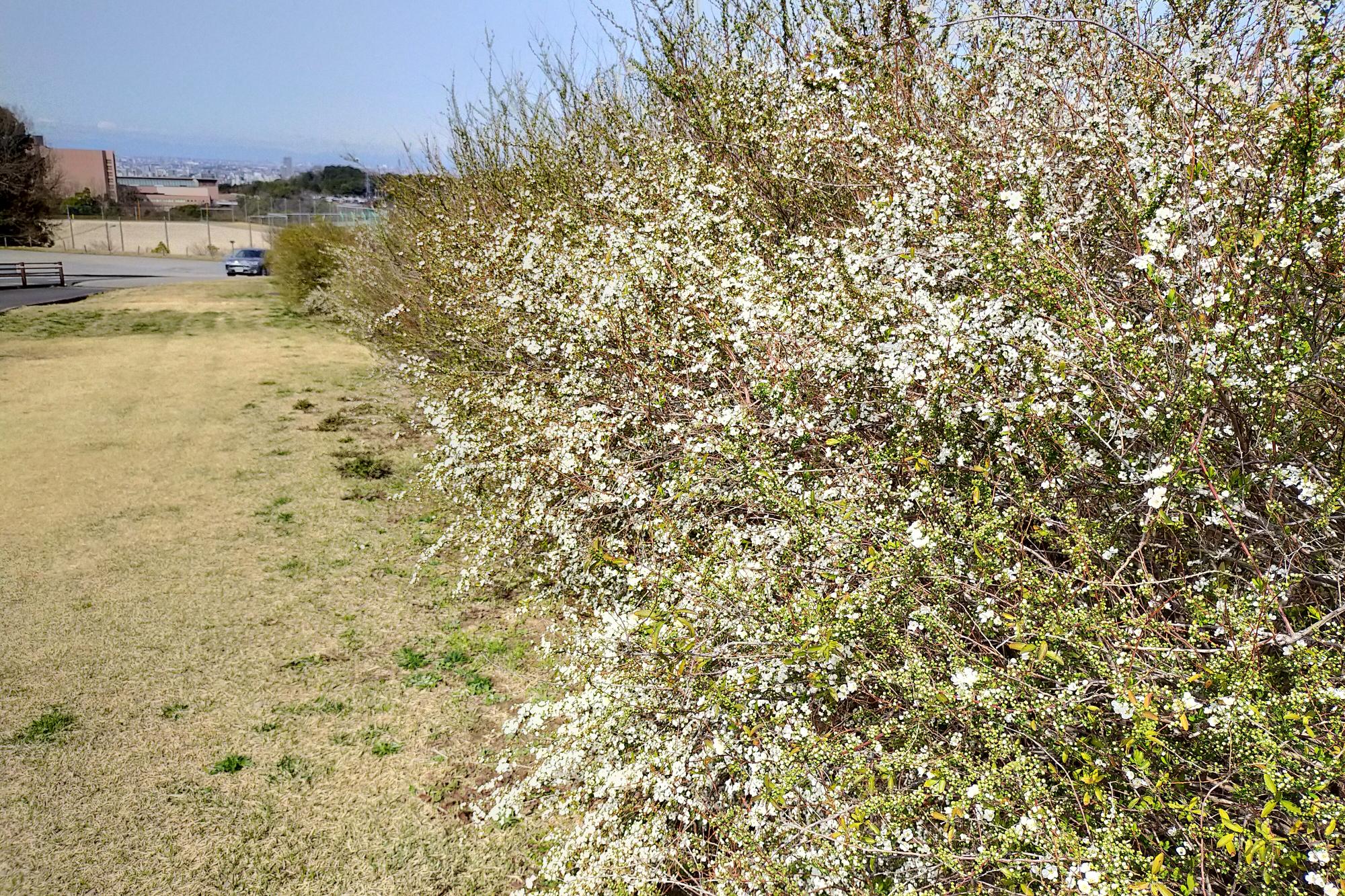 2022年3月21日開花状況