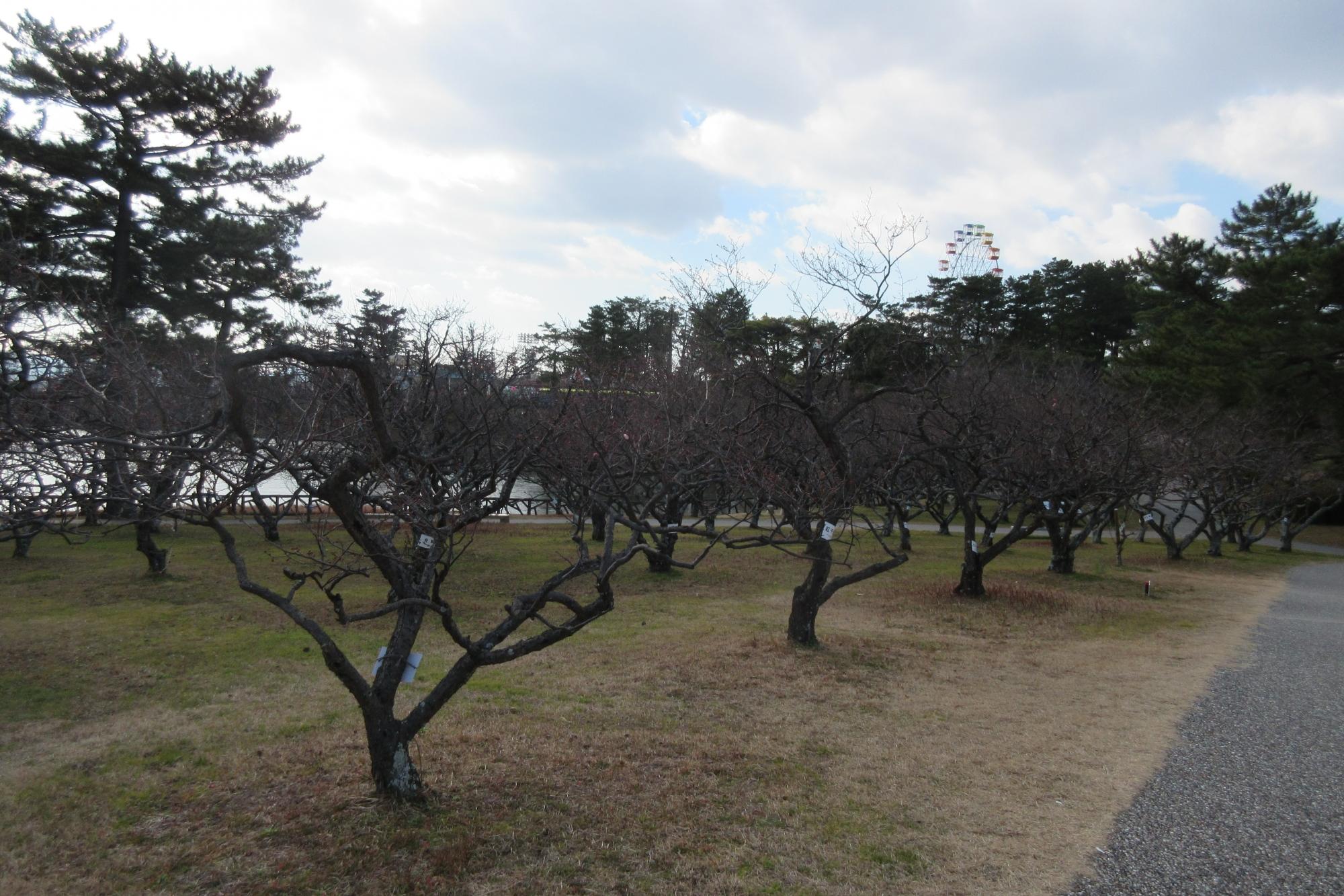 葵梅林の開花情報はこちら！