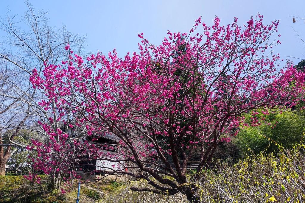 2022年3月24日(木)奥殿陣屋のお花情報(春の花の開花が進んでいます)