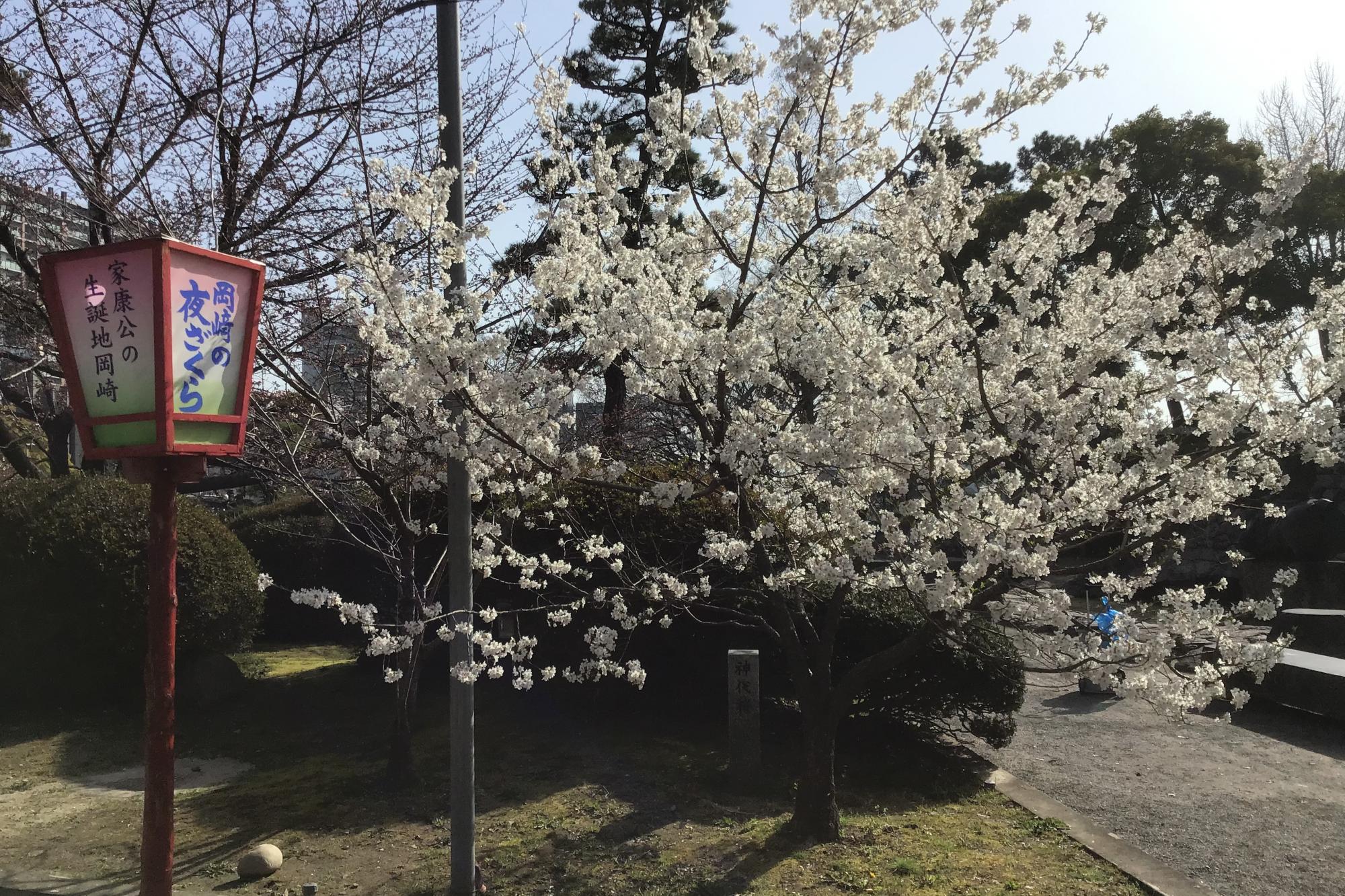 2022年3月25日（金）桜の開花状況を公開しました！