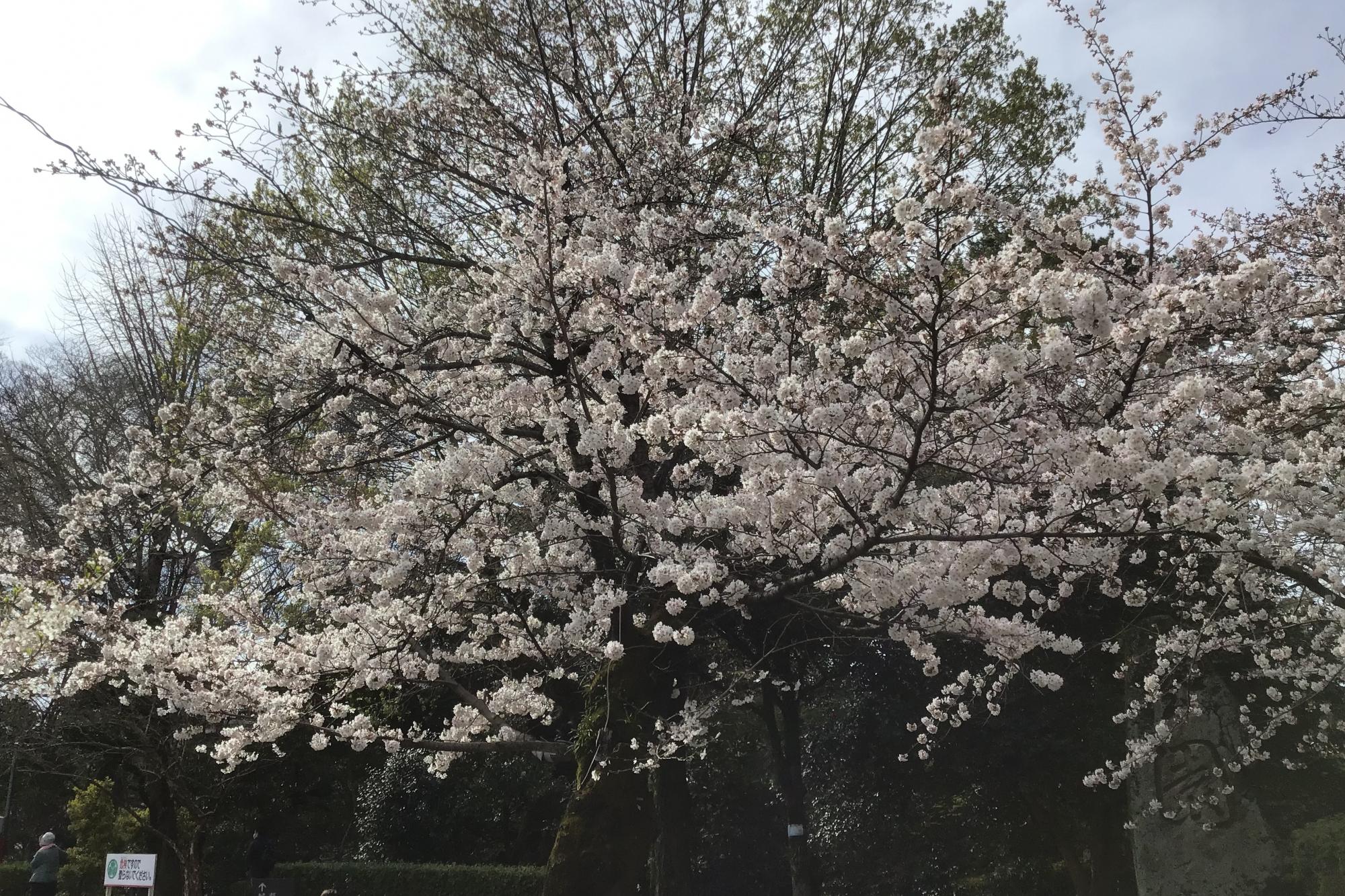 2022年3月27日（日）桜の開花状況を公開しました！