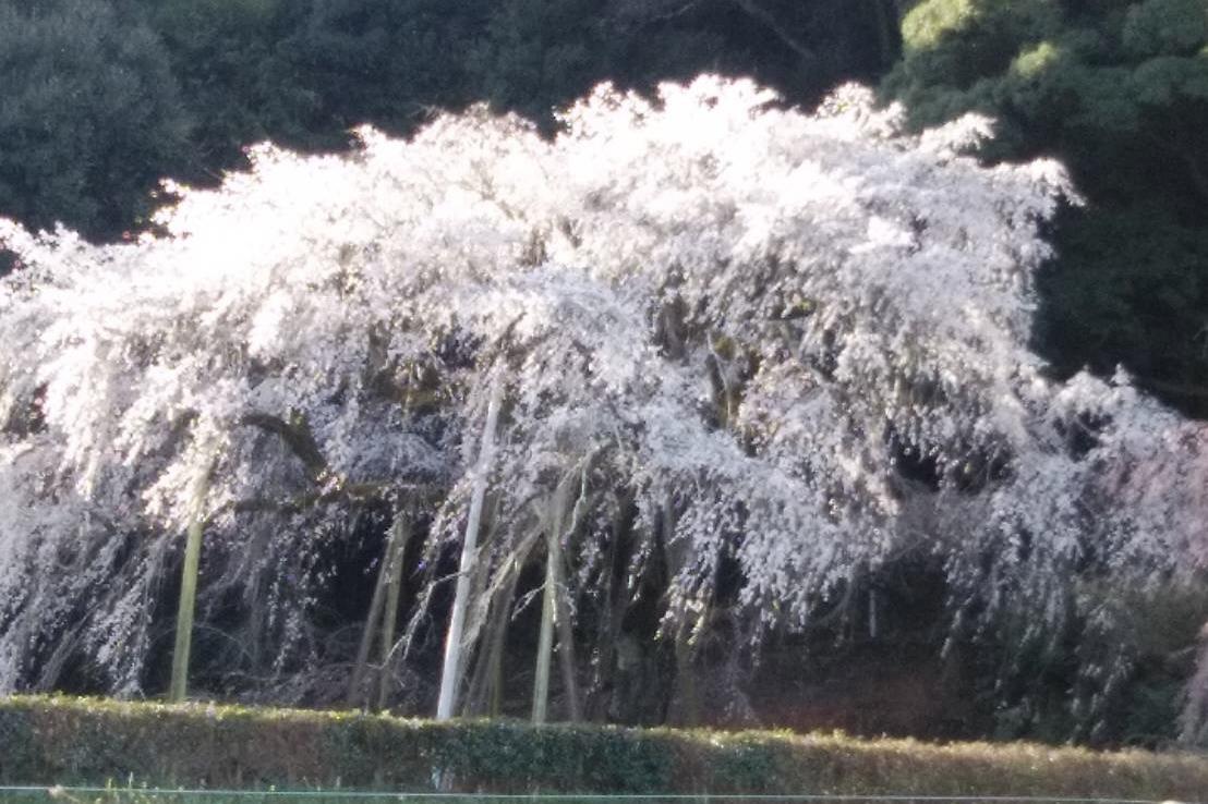 3月27日（日）奥山田のしだれ桜の開花状況をお知らせします！