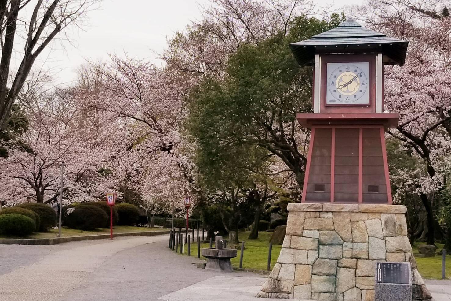 2022年3月28日（月）桜の開花状況を公開しました！
