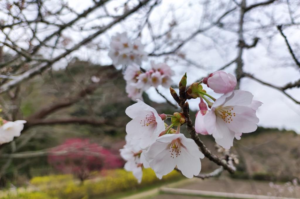 2022年桜の開花状況です