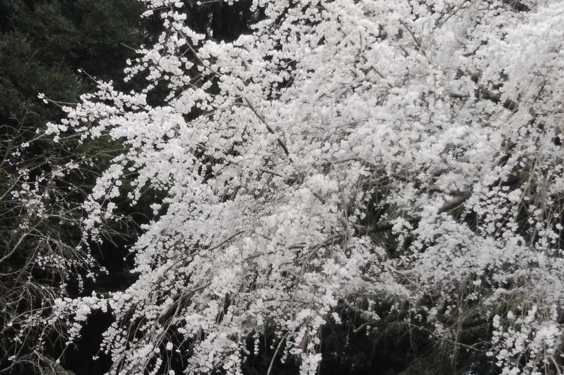 3月29日（火）奥山田のしだれ桜の開花状況をお知らせします！