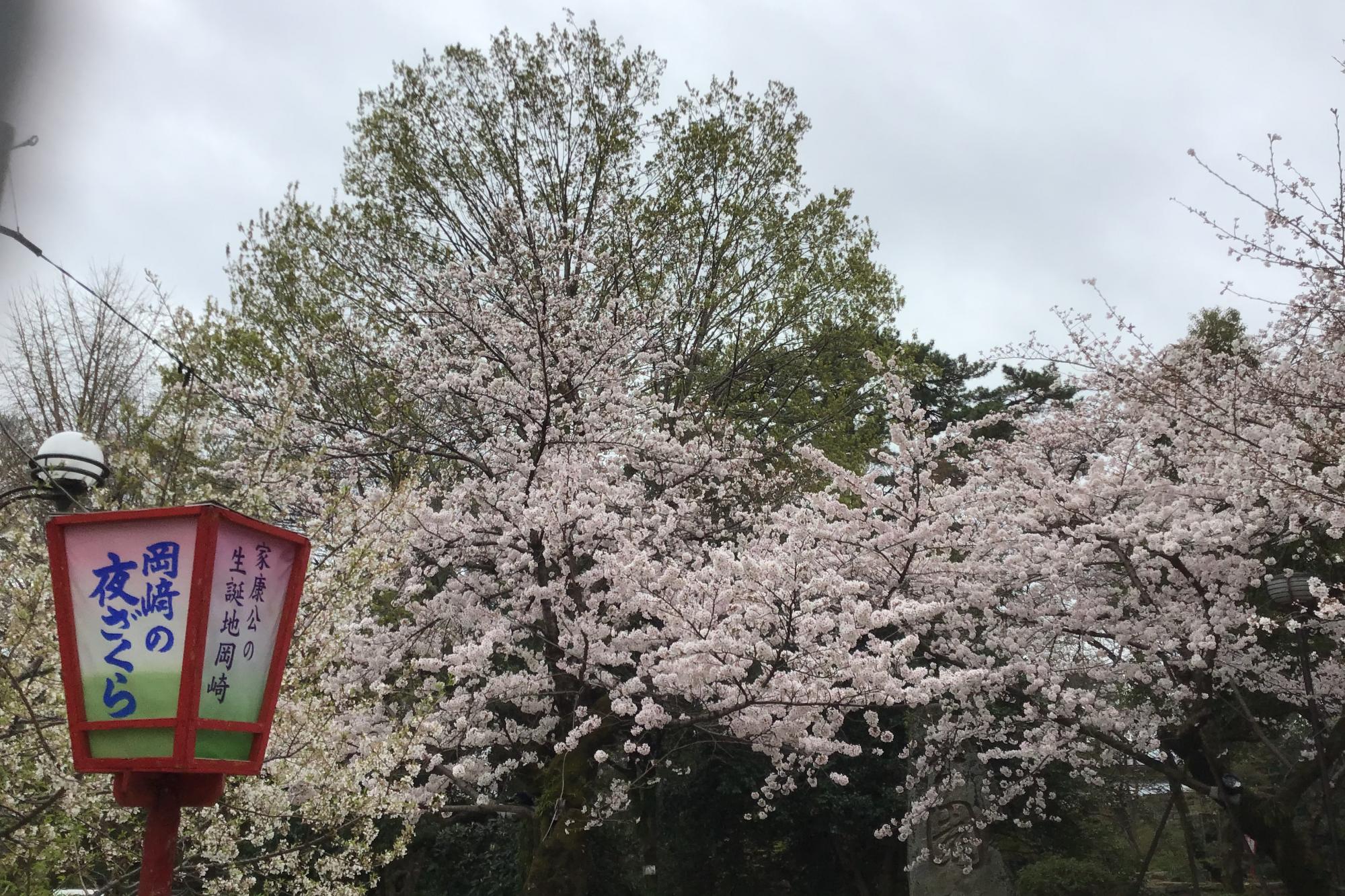 2022年3月29日（火）桜の開花状況を公開しました！