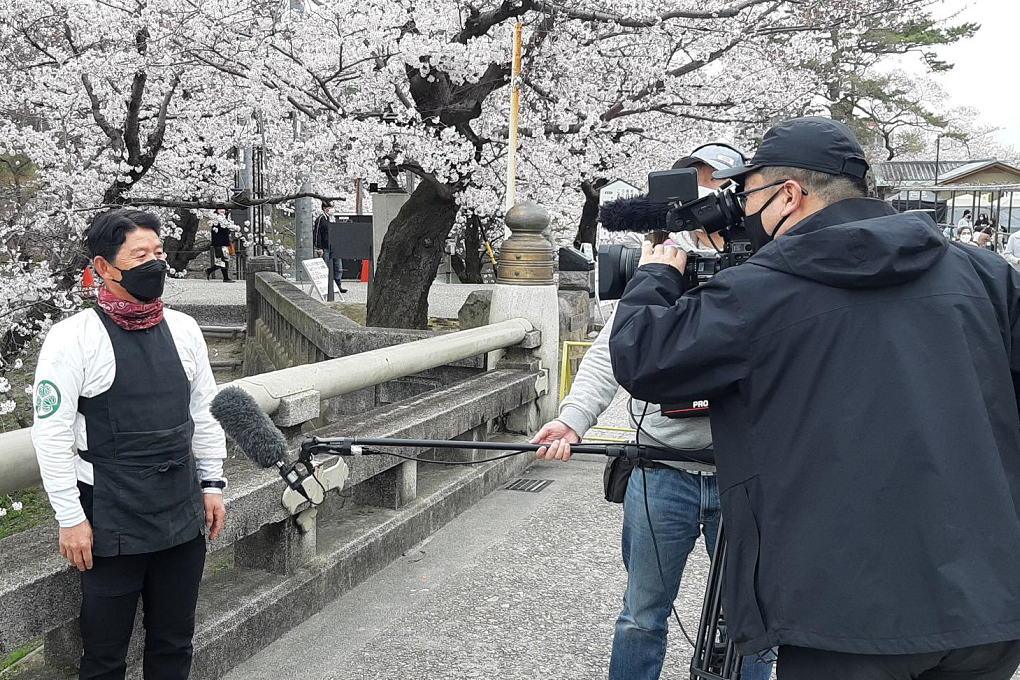 NHK「まるっと！」で岡崎の桜まつりが紹介されます！
